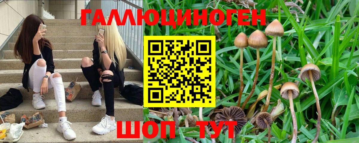 Галлюциногенные грибы Psilocybine cubensis Губкин