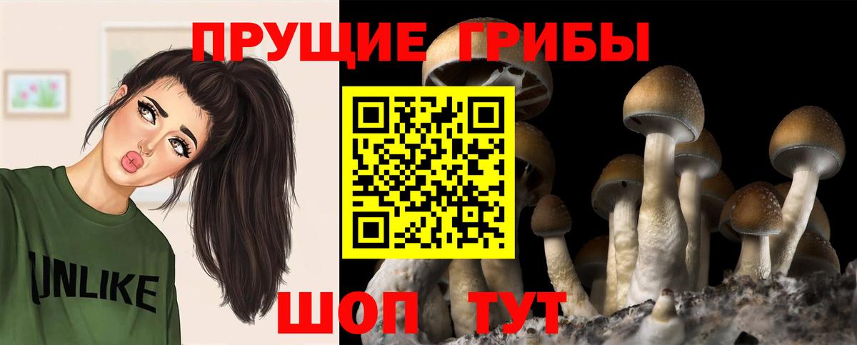 Губкин  Псилоцибиновые грибы Psilocybine cubensis  Вход с VPN 